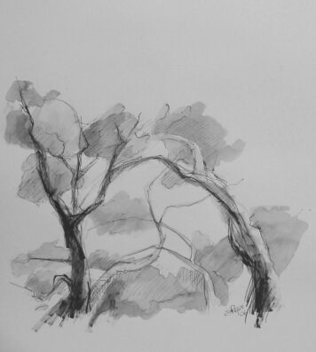 Ink sketch inset on Fraser Island QLD, Sandra Ross